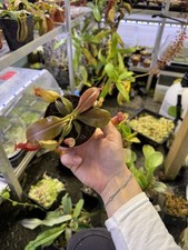 Nepenthes Gaya — tropical