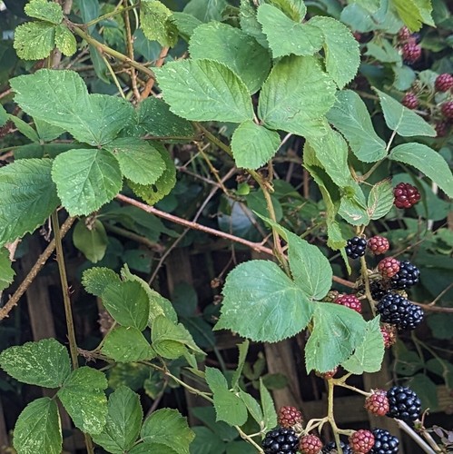Organic wild bramble - x,