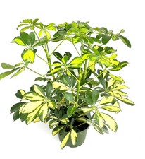 Gold Umbrella Tree Schefflera