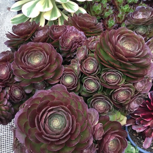 Different fresh aeonium - ,