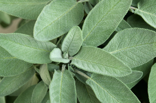 Sage herb plug - herb,