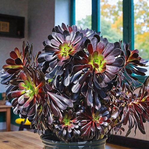 Aeonium arboreum schwarzkopf - aeonium,