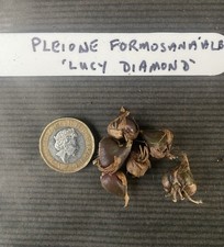 Pleione (Himalayan/ Orchid)