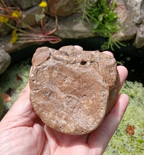 Fossil plesiosaur vertebrae - fossil,