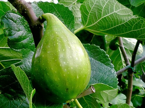 Fig tree desert king variety - desert,
