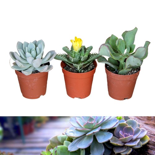 Succulent plant mix mini - plant,