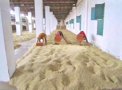 India monsooned malabar - monsooned,