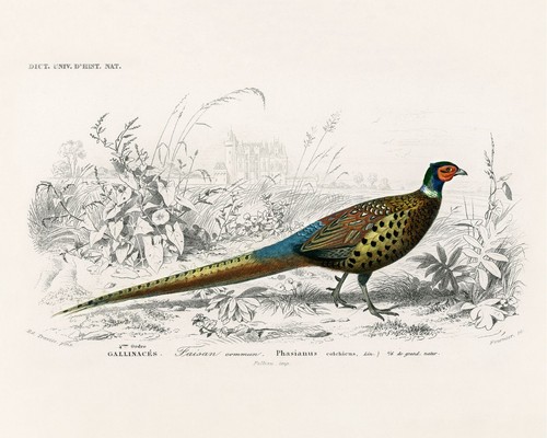 Vintage pheasant animal - vintage,