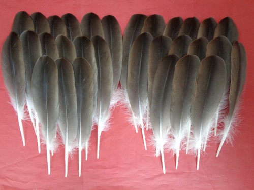 Brown goose wing quill - goose,