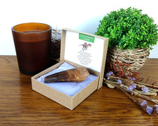 100% Genuine Large Spinosaurus