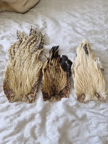 Cock capes fly tying - x,