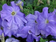 PETUNIA NANA COMPACTA ROYAL BLUE 1000 SEEDS