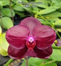 Phal. Sogo Relex '1661'