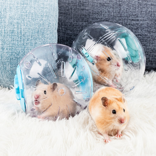 Small pet hamster - pet, exercise