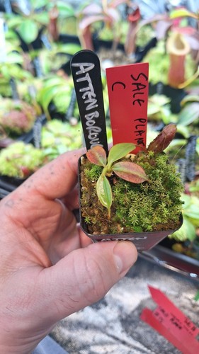 Nepenthes attenboroughii red - nepenthes, ,