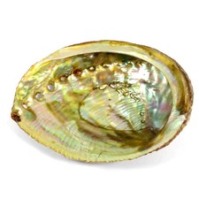 Abalone Shell 10cm