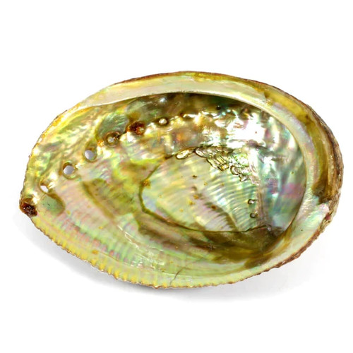 Abalone shell 10cm - shell,