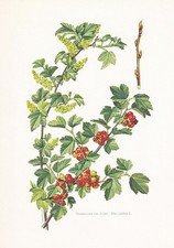 1960 MOUNTAIN CURRANT Print -