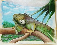 Iguana