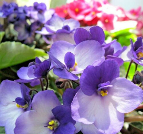 African violet potting - potting,