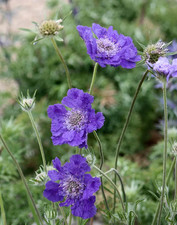Scabious Scabiosa Plant Blue