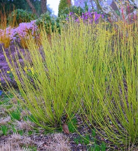 Cornus sericea flaviramea - cornus,