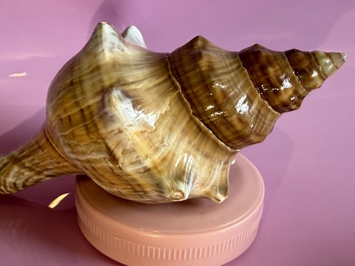 Natural sea snail - sea,