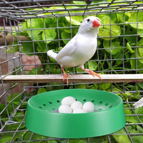 Pcs breathable nest pigeon - breathable,