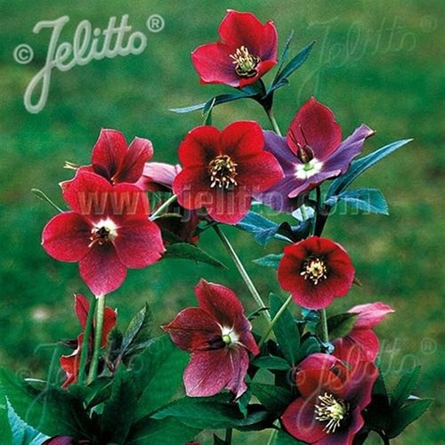 Hellebore single red - single,