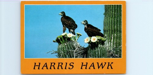 Postcard harris hawk - -,