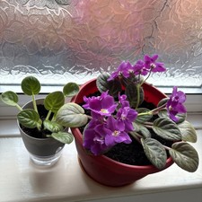 African Violet Indoor