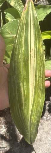 Variegated cast iron plant - cast,