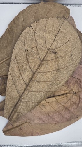 Indian almond leaves - almond,