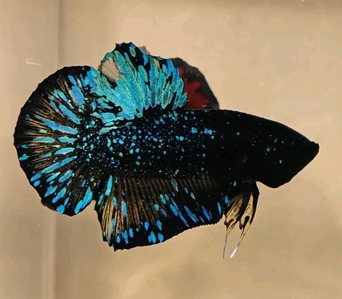 Blackstar black misty male - black,