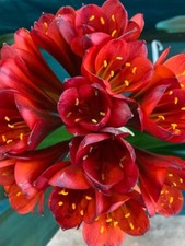 Clivia miniata RED seeds. UK National Collection holders