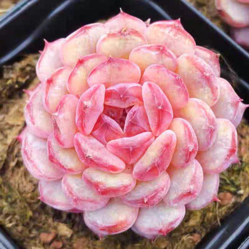 10x echeveria hani - echeveria,