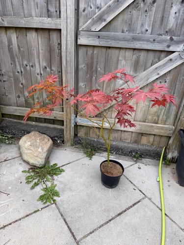 Acer palmatum westonbirt - westonbirt, red