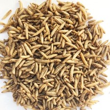 Dried Calciworms 5Kg / Calci Worms Wild Birds Fish Reptile Rodent Like Mealworms
