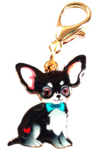 Beautiful Cute Chihuahua /