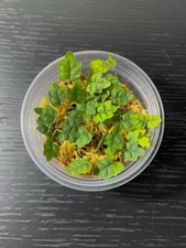 Ficus quercifolia – Oak Leaf