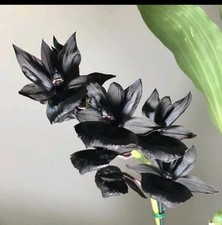 Rare Catasetum Monnierara