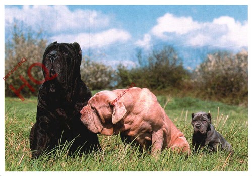 Picture postcard dogs - picture, postcard:;dogs