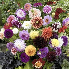 10 Mixed Dahlia Tubers - Mixed