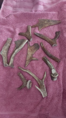 Deer antler oddball - deer,