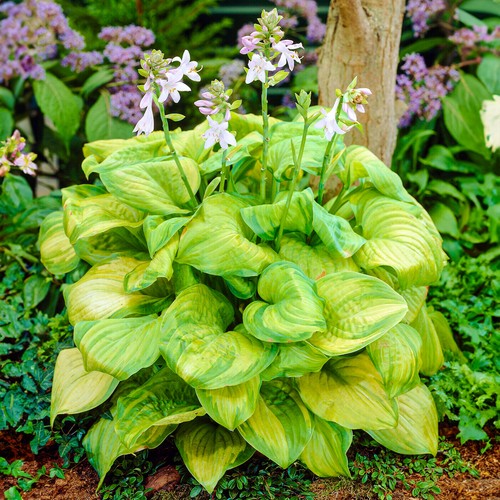 Hosta guacamole plantain lily - guacamole,