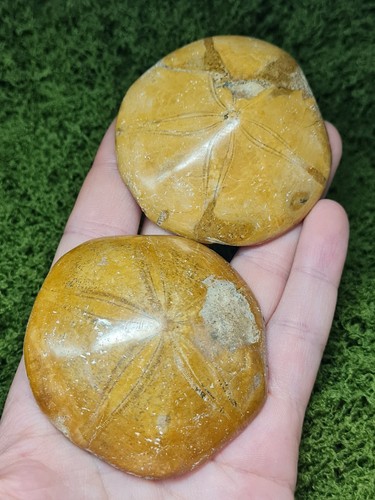 Madagascar sea urchin - madagascar,