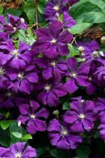 Clematis ‘Etoile Violette’