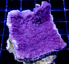 Purple Cadbury Monti Montipora plating SPS Coral Frag Reef  not LPS Soft Hammer 