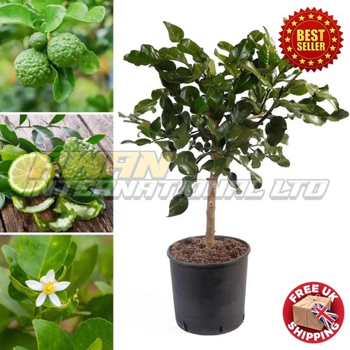 Kaffir lime tree citrus - lime,