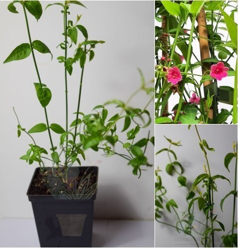 Red jasmine jasminum - jasmine, (jasminum